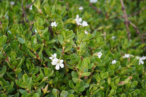 Bacopa Monnieri plant
