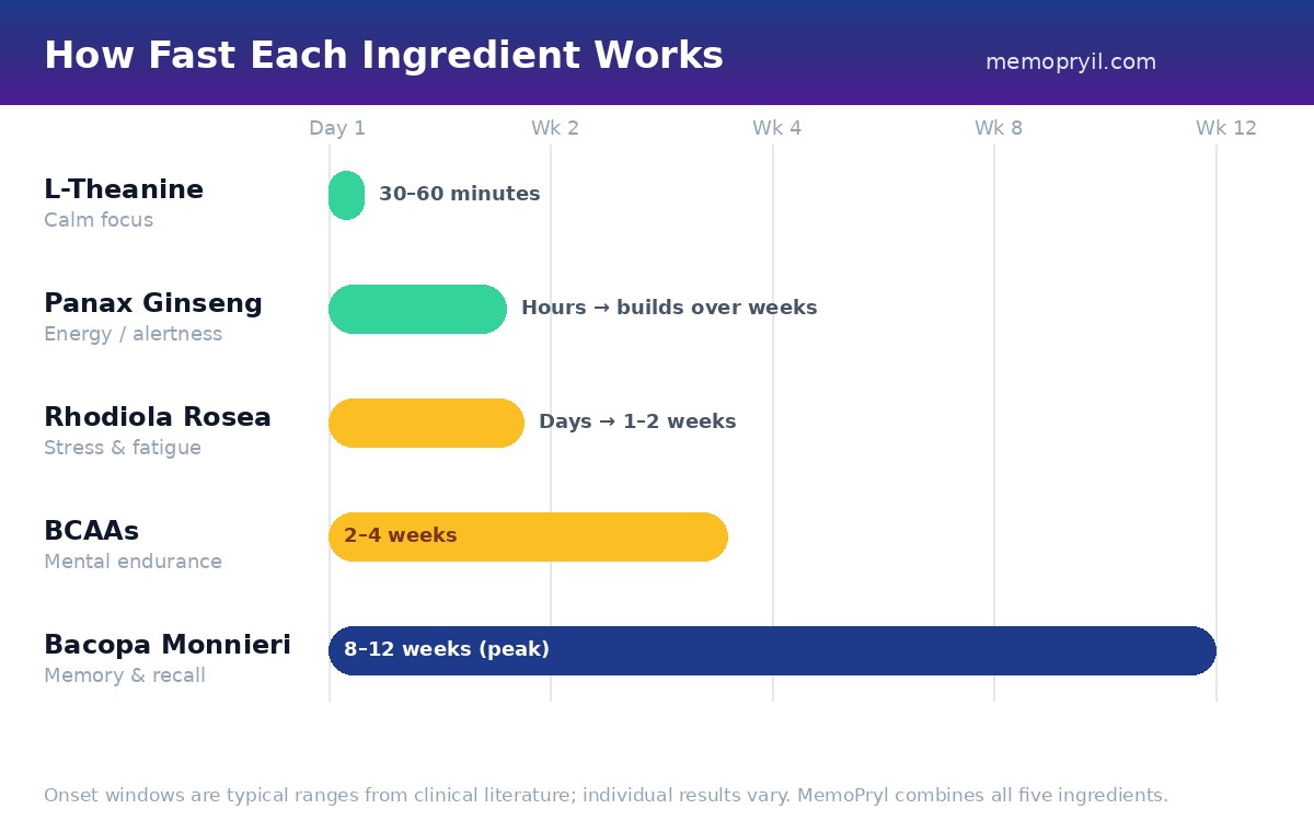 Timeline chart showing how fast each brain supplement ingredient works, from L-Theanine in 30-60 minutes to Bacopa Monnieri at 8-12 weeks