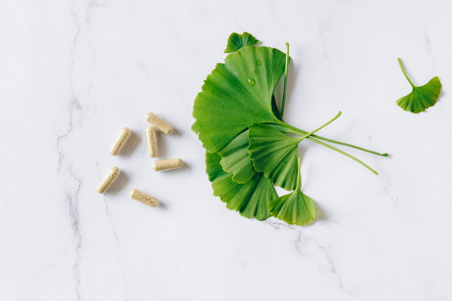 How Ginkgo Biloba and Other Brain Herbs Improve Cognitive Performance